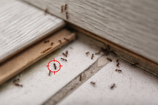 Best Termite Control Services  in Lakeside, MT