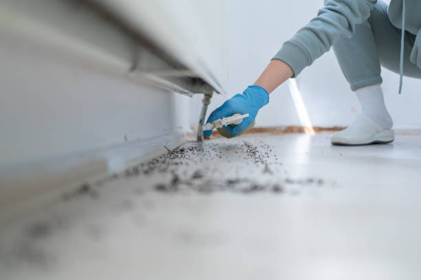 Best Rat Extermination Near Me  in Lakeside, MT